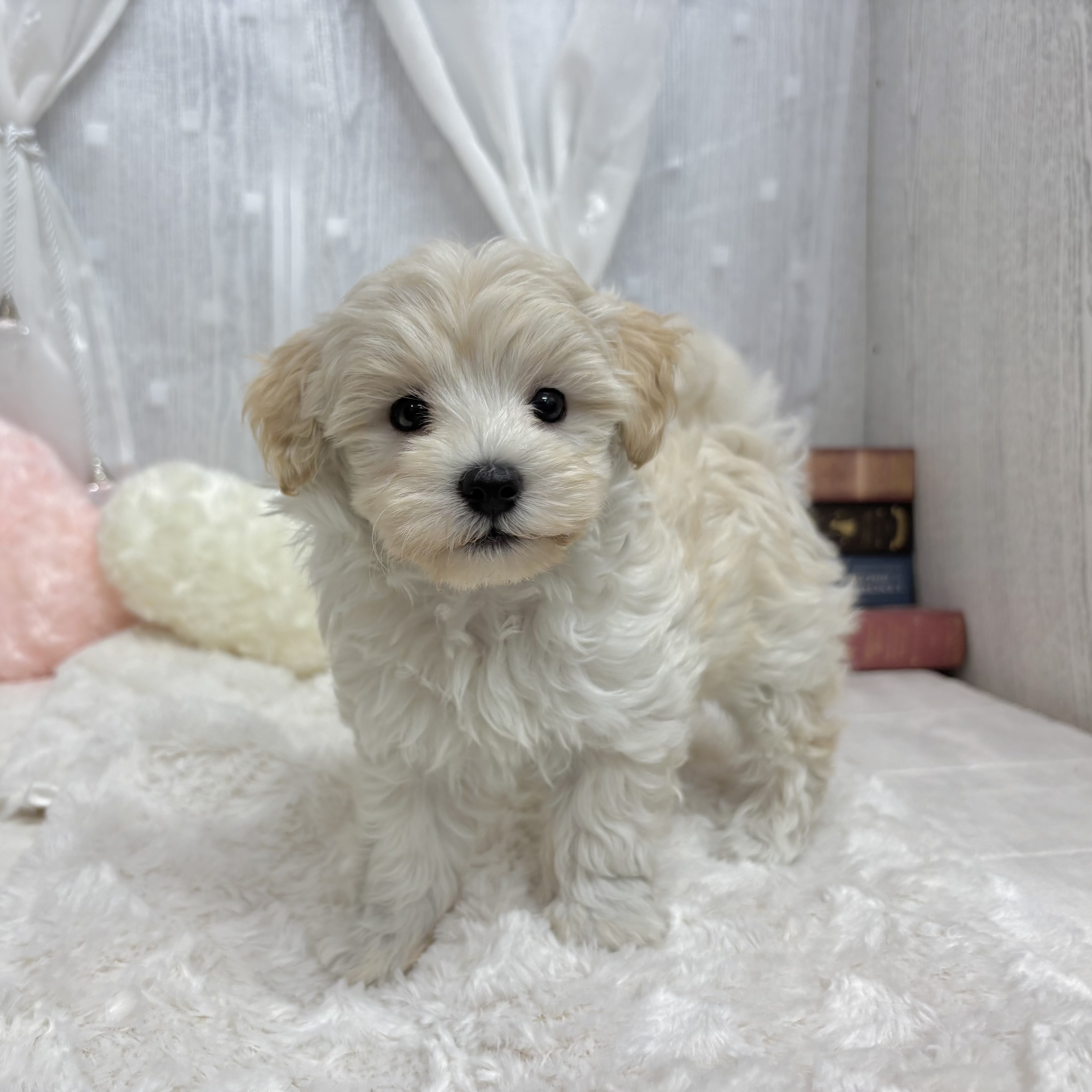 神奈川県のマルプー(マルチーズ×プードル) (犬の家＆猫の里相模原店/2025年9月13日生まれ/女の子/クリーム)の子犬