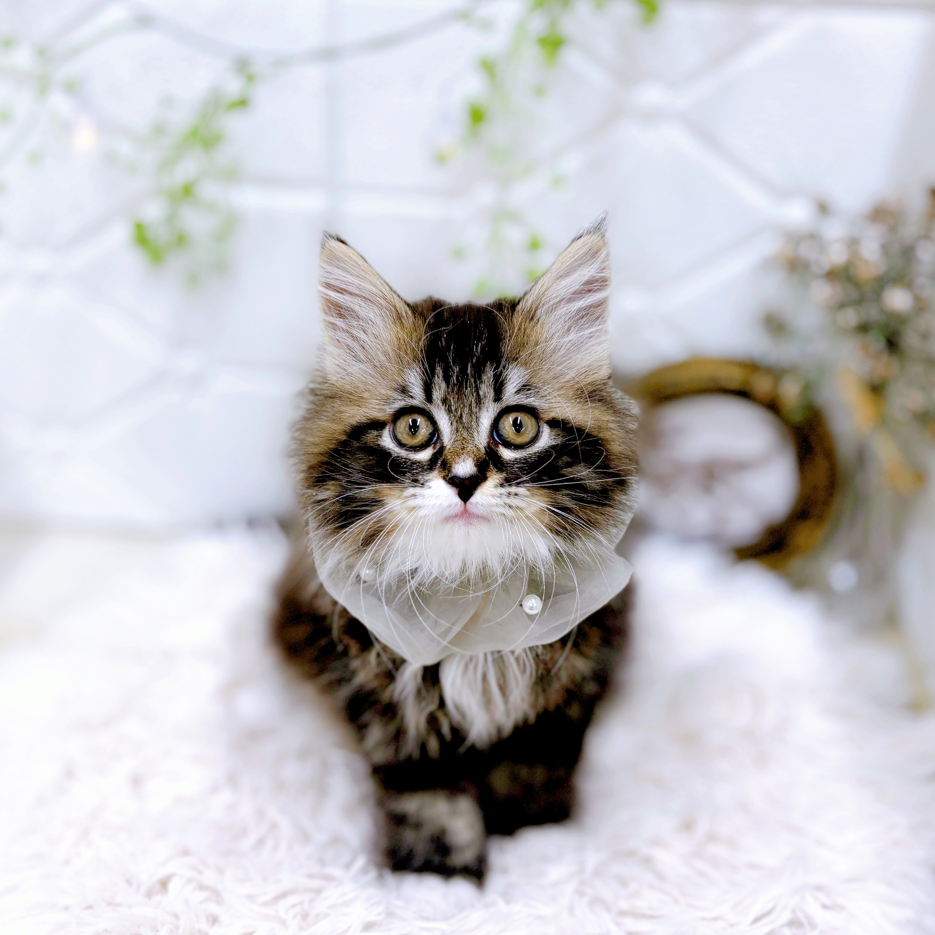 福井県のサイベリアン (犬の家＆猫の里アミーゴ福井店/2025年9月16日生まれ/男の子/ブラウンタビーホワイト)の子猫の1枚目の画像