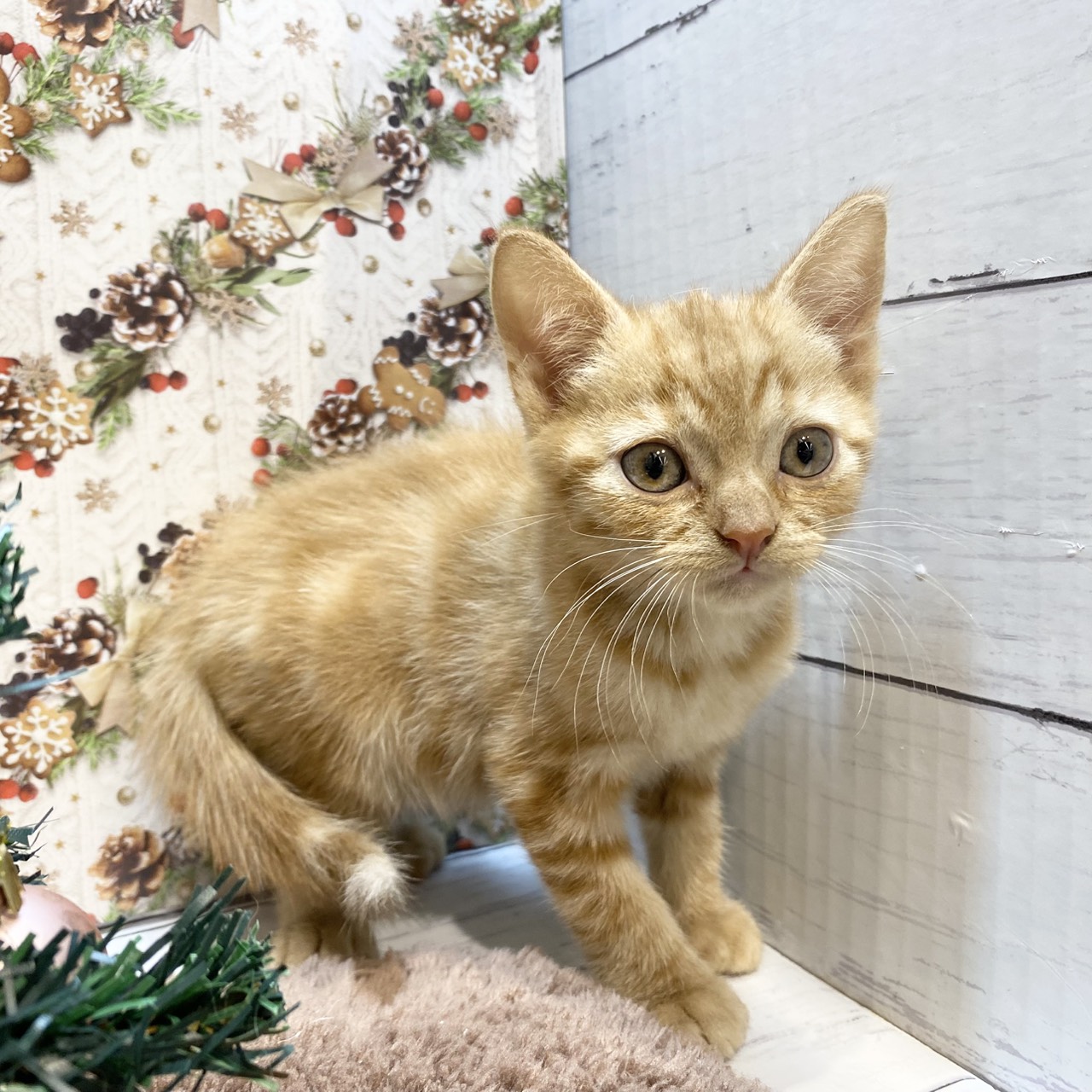 長野県のアメリカンショートヘアー (犬の家＆猫の里カインズ梓川店/2025年9月16日生まれ/男の子/レッドタビー)の子猫の4枚目の画像