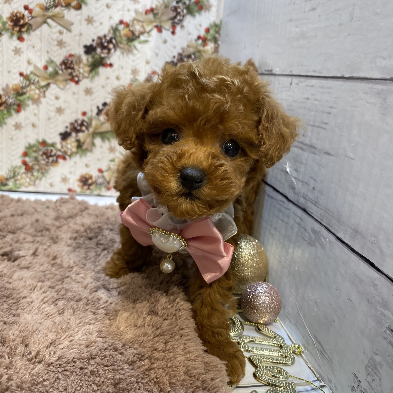 長野県のトイプードル(タイニー) (犬の家＆猫の里カインズ梓川店/2025年9月15日生まれ/女の子/レッド)の子犬の4枚目の画像