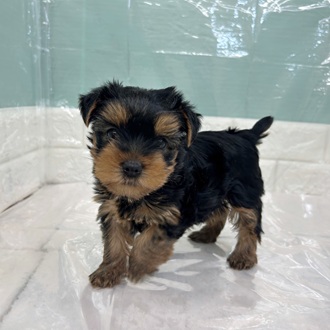 静岡県のヨークシャーテリア (犬の家＆猫の里マークイズ静岡店/2025年9月15日生まれ/女の子/スチールブルータン)の子犬の4枚目の画像
