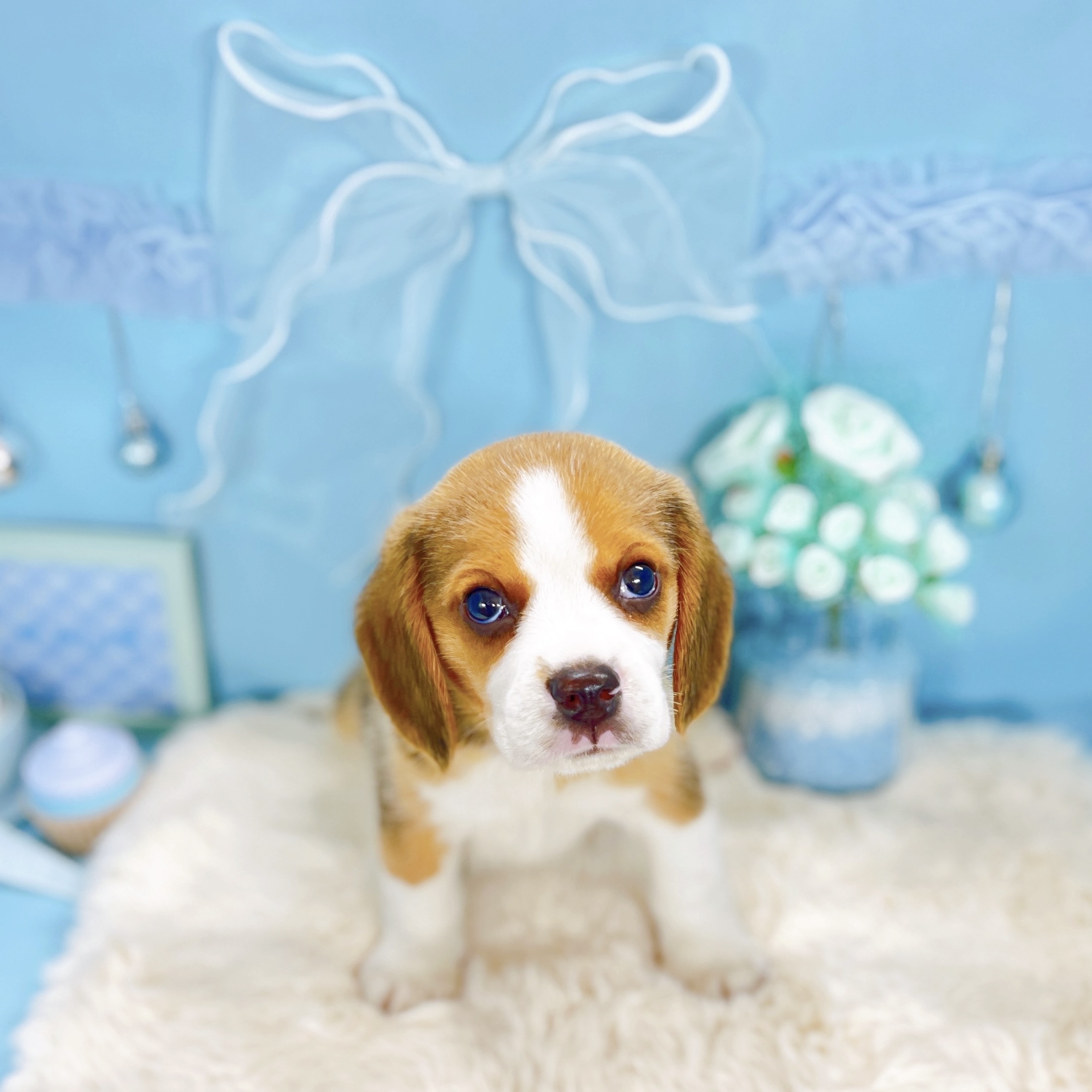 福井県のビーグル (犬の家＆猫の里アミーゴ福井大和田店/2025年9月14日生まれ/男の子/ブラックタンホワイト)の子犬の4枚目の画像