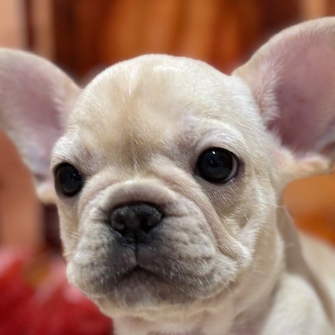 福岡県のフレンチブルドッグ (犬の家＆猫の里トリアス久山店/2025年9月16日生まれ/女の子/クリーム)の子犬の1枚目の画像