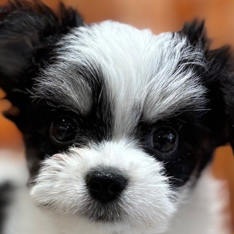 ハーフ犬女の子の写真