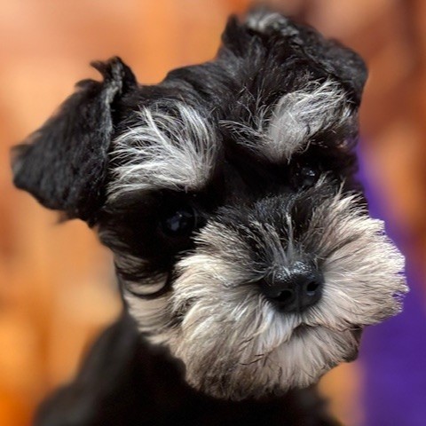 福岡県のミニチュアシュナウザー (犬の家＆猫の里トリアス久山店/2025年9月13日生まれ/女の子/ブラックシルバー)の子犬の1枚目の画像