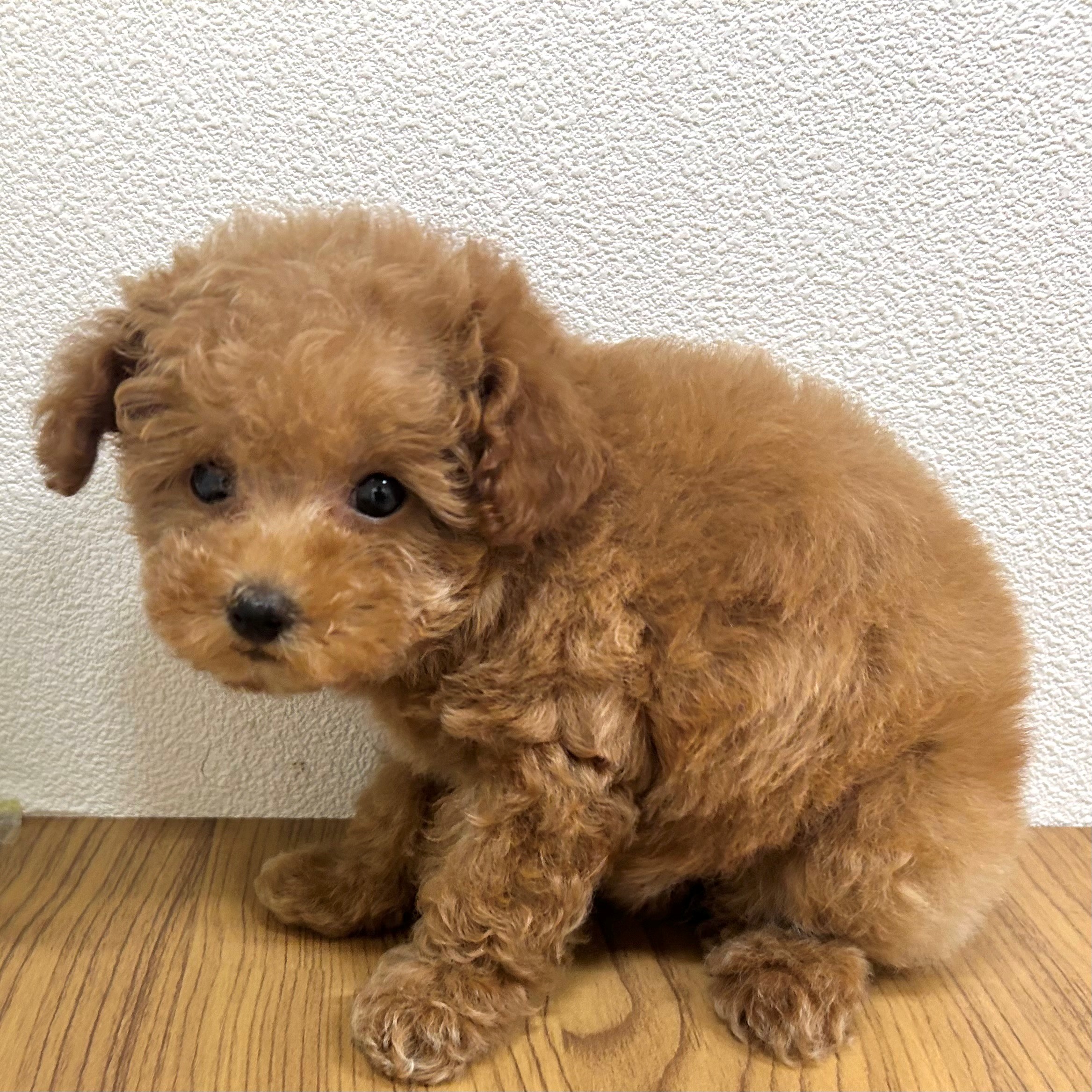 福岡県のトイプードル(トイ) (犬の家＆猫の里トリアス久山店/2025年9月15日生まれ/女の子/レッド)の子犬の4枚目の画像