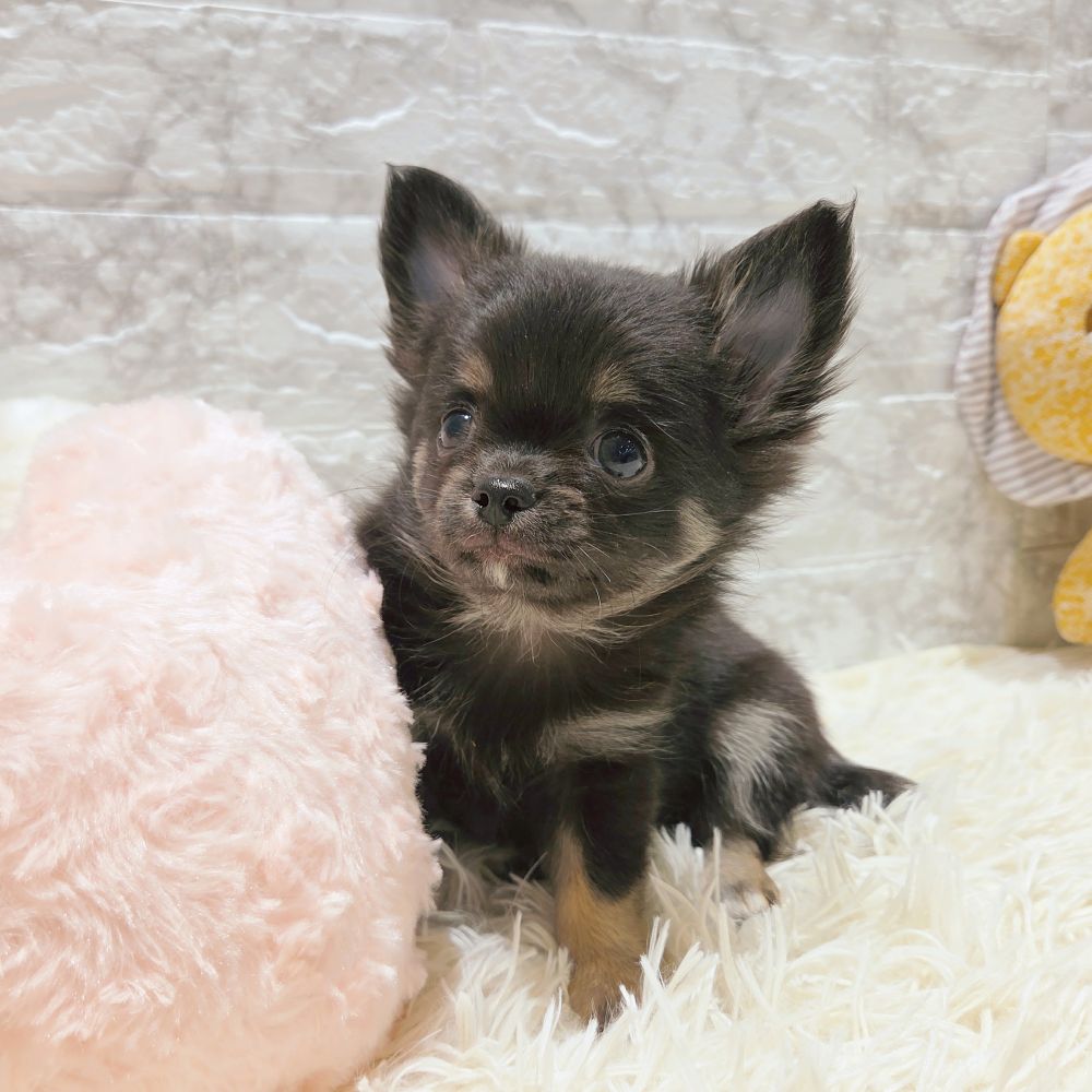 愛知県のチワワ(ロング) (犬の家＆猫の里MiO香久山店/2025年9月15日生まれ/男の子/ブラックタンホワイト)の子犬の4枚目の画像