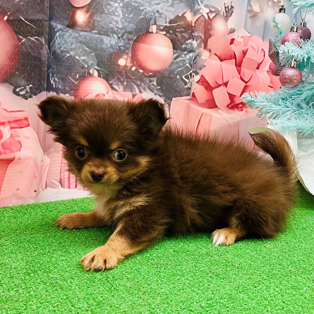 愛知県のチワワ(ロング) (犬の家＆猫の里名古屋天白店/2025年9月15日生まれ/女の子/チョコレートタンホワイト)の子犬の4枚目の画像