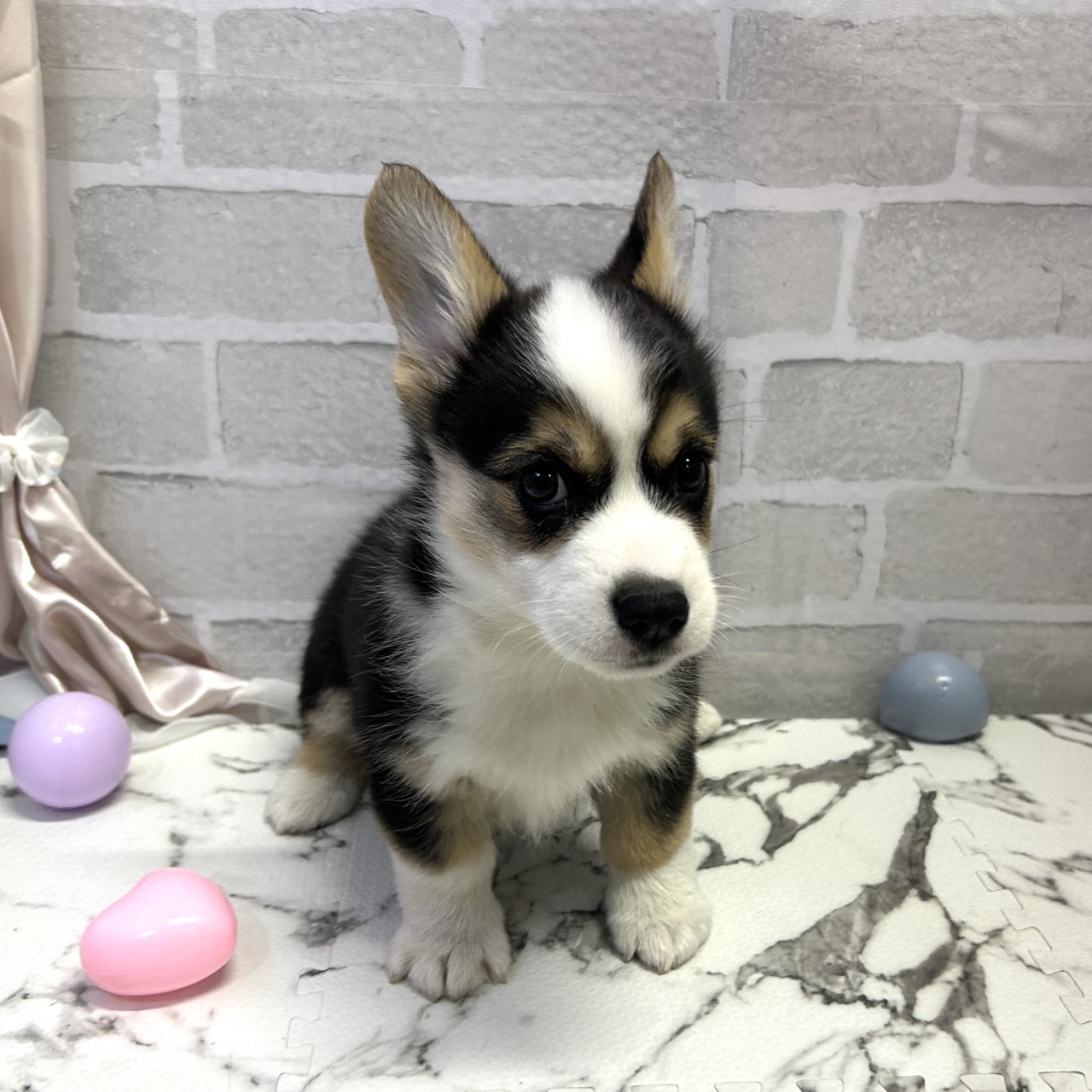 愛知県のウェルシュコーギーペンブローク (犬の家＆猫の里岡崎店/2025年9月15日生まれ/女の子/ブラックタンホワイト)の子犬の4枚目の画像