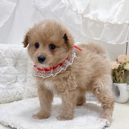 岐阜県のポメプー(ポメラニアン×プードル) (犬の家＆猫の里カラフルタウン岐阜店/2025年9月16日生まれ/男の子/アプリコットホワイト)の子犬の4枚目の画像