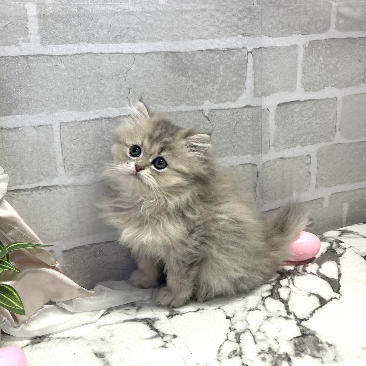 愛知県のスコティッシュストレート (犬の家＆猫の里岡崎店/2025年9月14日生まれ/男の子/シルバータビーホワイト)の子猫の4枚目の画像