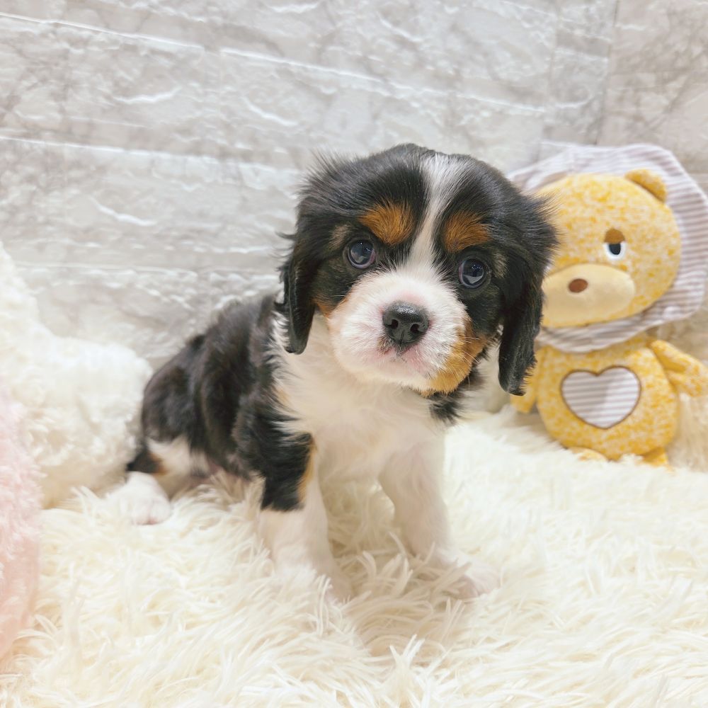 愛知県のキャバリアキングチャールズスパニエル (犬の家＆猫の里MiO香久山店/2025年9月15日生まれ/男の子/トライカラー)の子犬の4枚目の画像