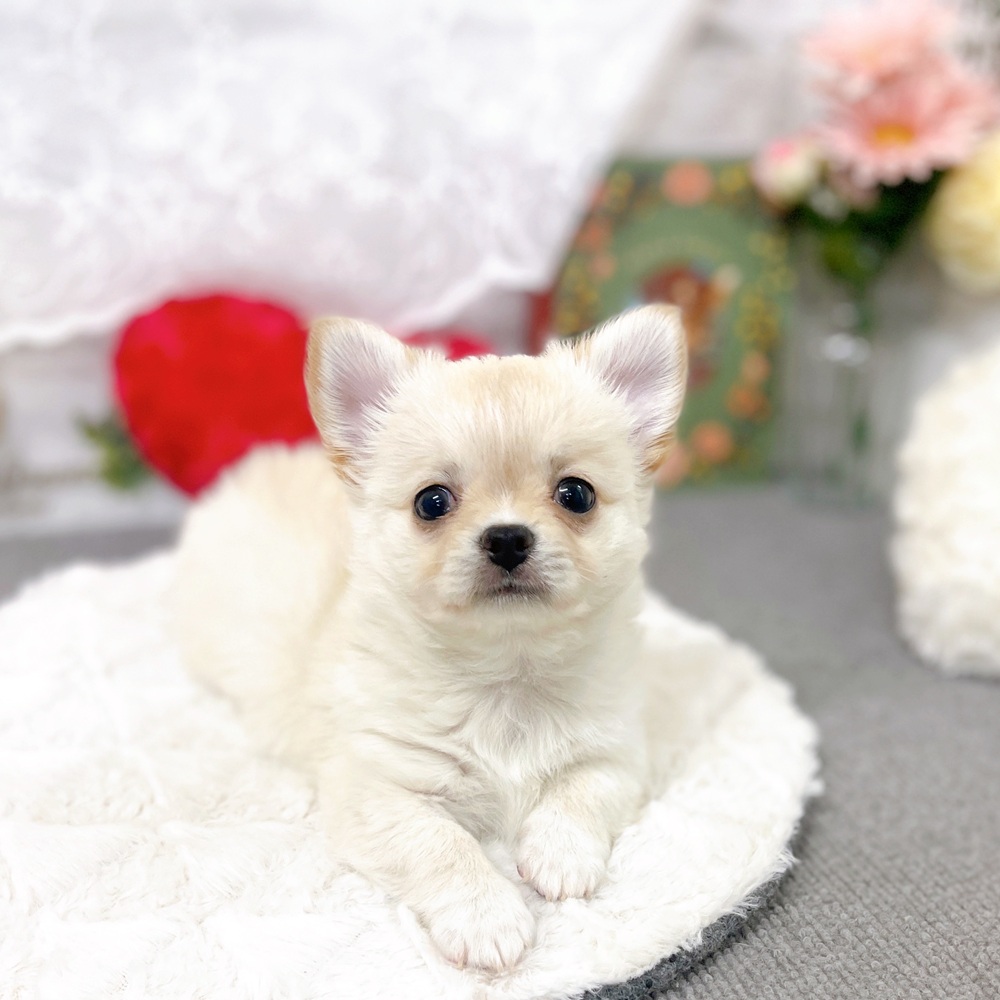 京都府のチワワ(ロング) (犬の家＆猫の里京都樟葉店/2025年9月15日生まれ/男の子/クリームホワイト)の子犬の4枚目の画像