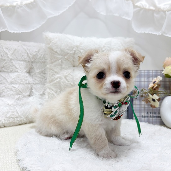 岐阜県のチワワ(ロング) (犬の家＆猫の里カラフルタウン岐阜店/2025年9月15日生まれ/女の子/クリームホワイト)の子犬の4枚目の画像