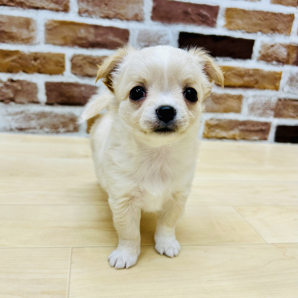 愛知県のチワワ(ロング) (犬の家＆猫の里七宝店/2025年9月15日生まれ/女の子/クリームホワイト)の子犬の4枚目の画像