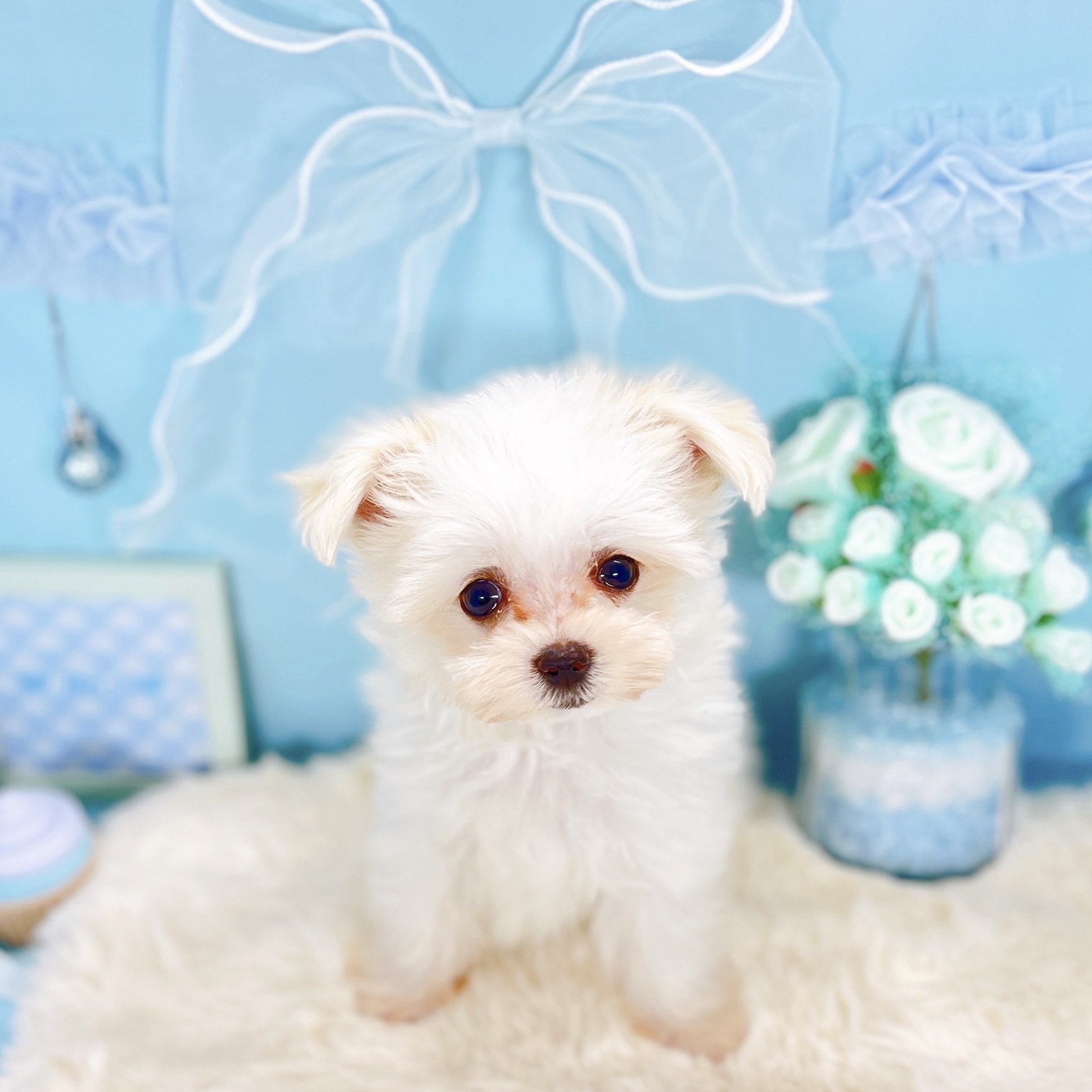 福井県のチワマル/マルチワ(チワワ×マルチーズ) (犬の家＆猫の里アミーゴ福井大和田店/2025年9月16日生まれ/男の子/クリームホワイト)の子犬の4枚目の画像