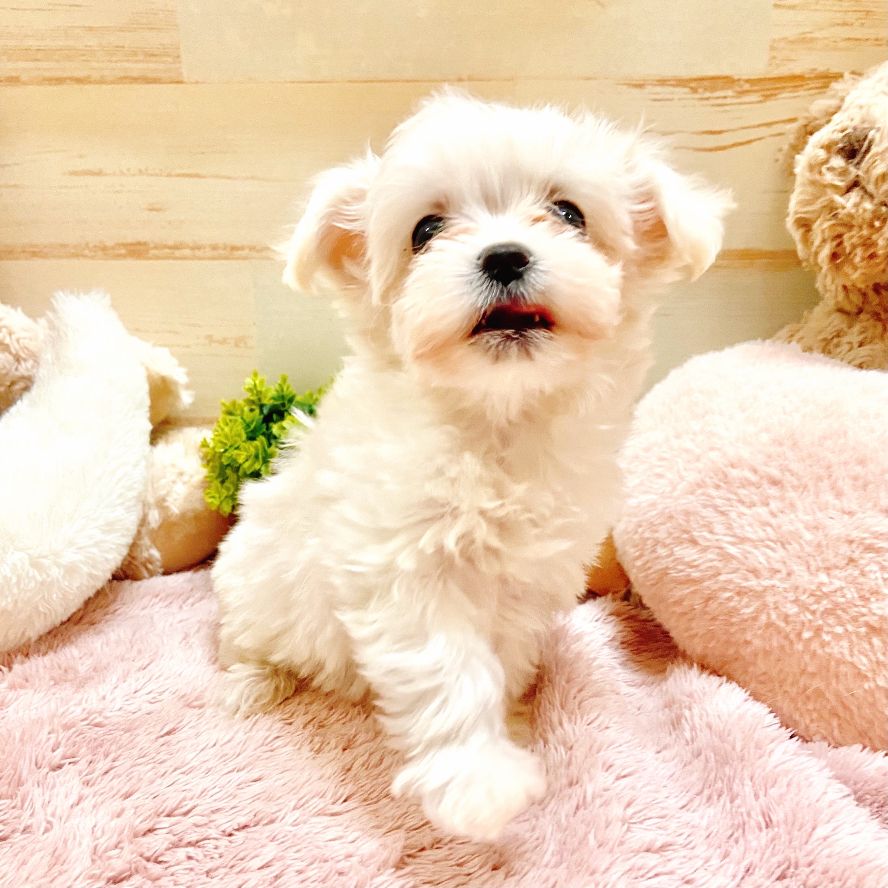 兵庫県のチワマル/マルチワ(チワワ×マルチーズ) (犬の家＆猫の里神戸店/2025年9月16日生まれ/女の子/ホワイトクリーム)の子犬の4枚目の画像