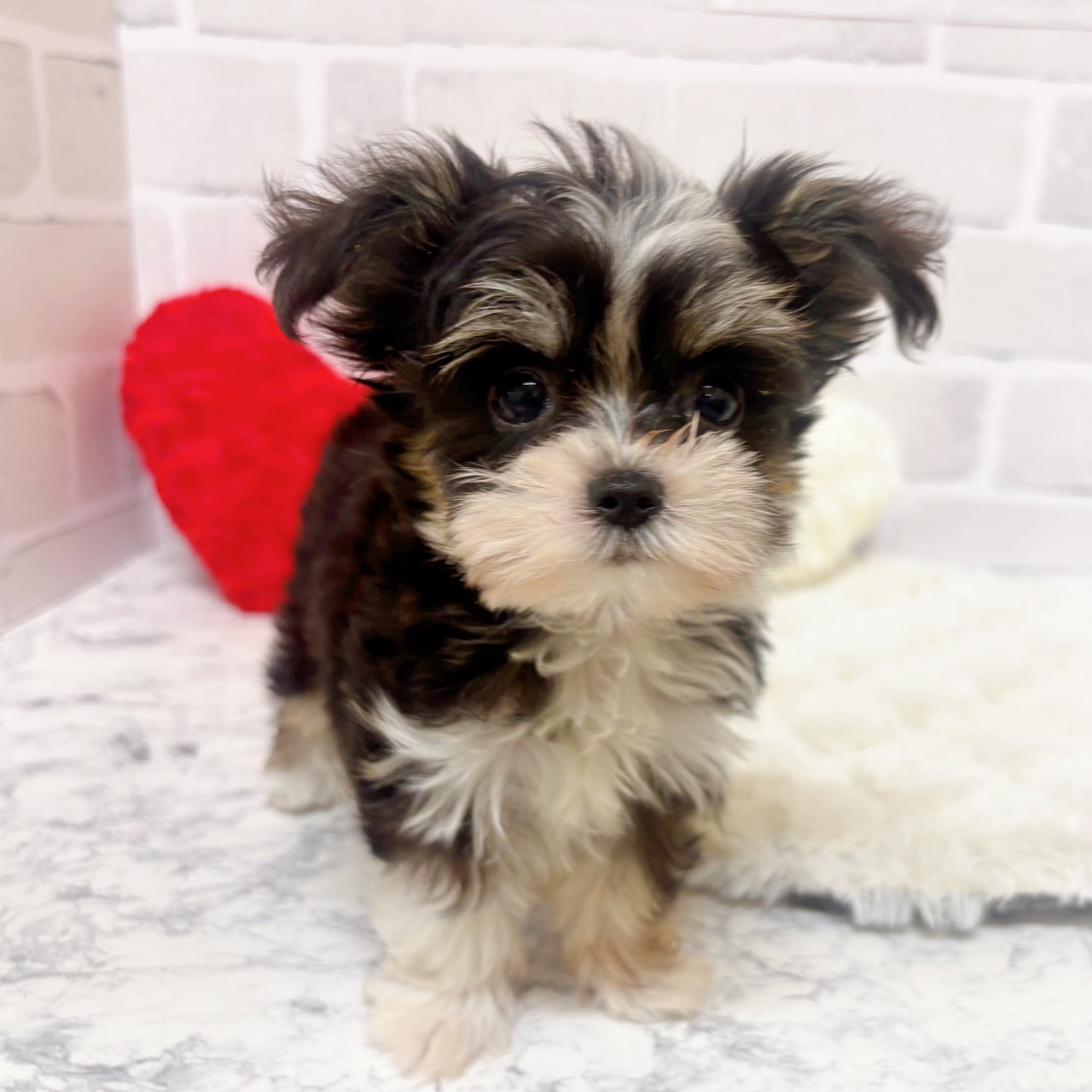 京都府のチワマル/マルチワ(チワワ×マルチーズ) (犬の家＆猫の里京都精華店/2025年9月16日生まれ/女の子/ブラッククリームホワイト)の子犬の4枚目の画像