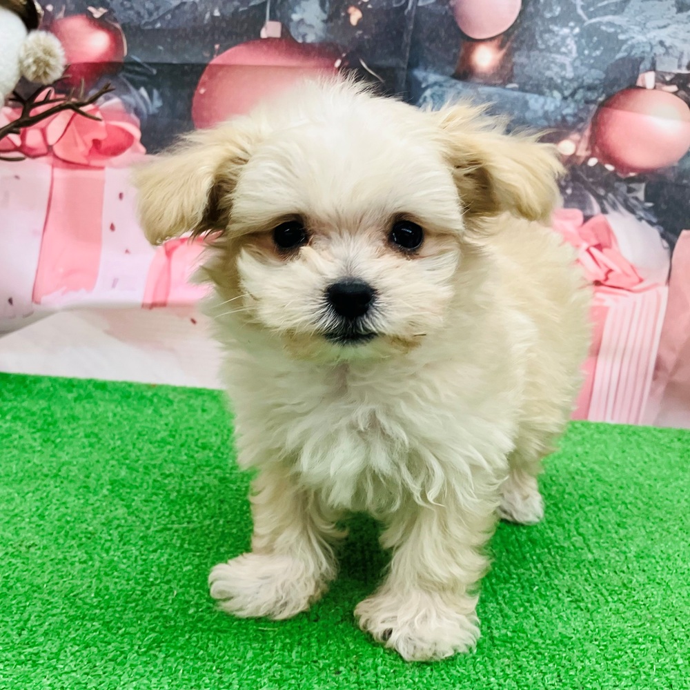 愛知県のマルプー(マルチーズ×プードル) (犬の家＆猫の里名古屋天白店/2025年9月17日生まれ/男の子/クリーム)の子犬の4枚目の画像