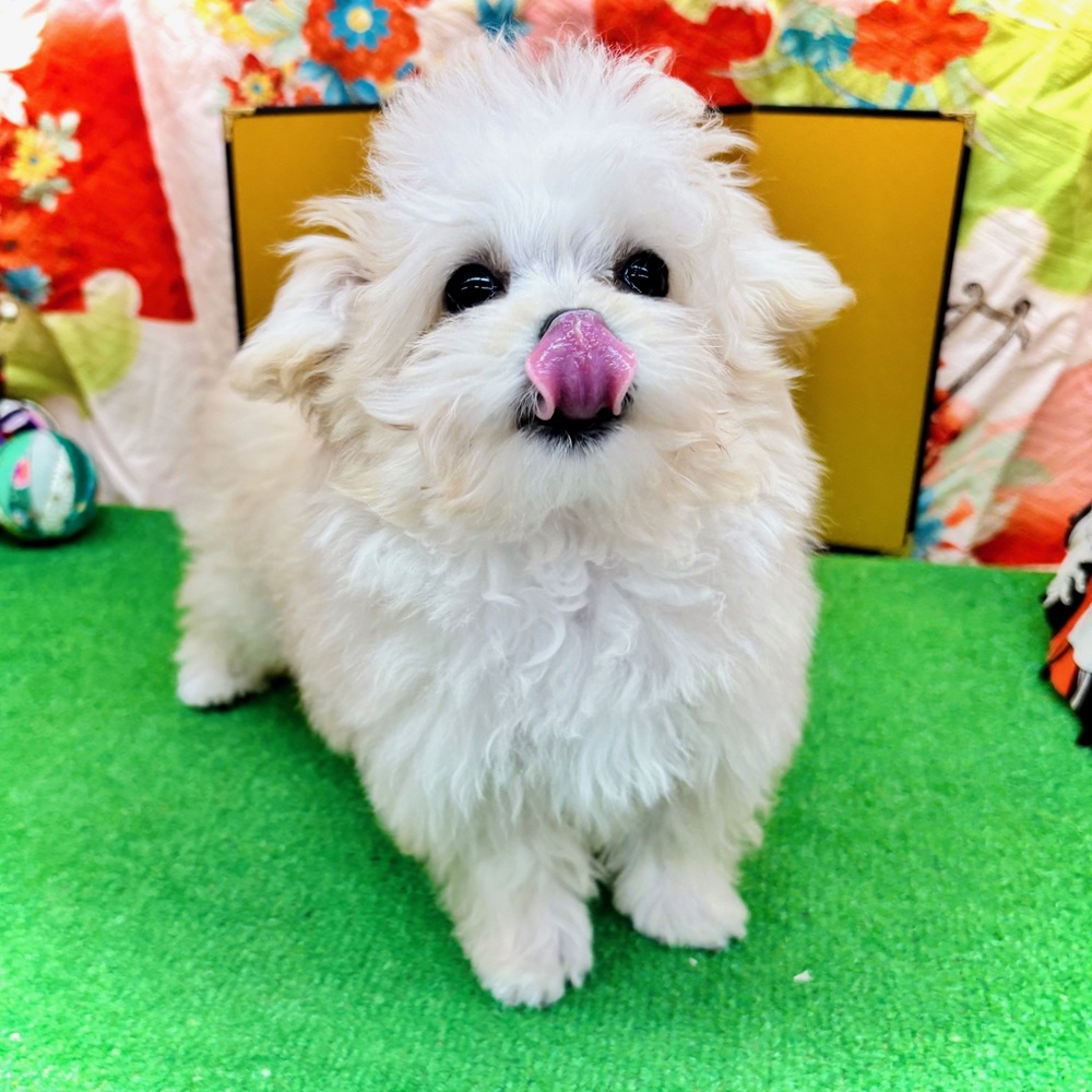 愛知県のマルプー(マルチーズ×プードル) (犬の家＆猫の里名古屋天白店/2025年9月17日生まれ/男の子/クリーム)の子犬の4枚目の画像
