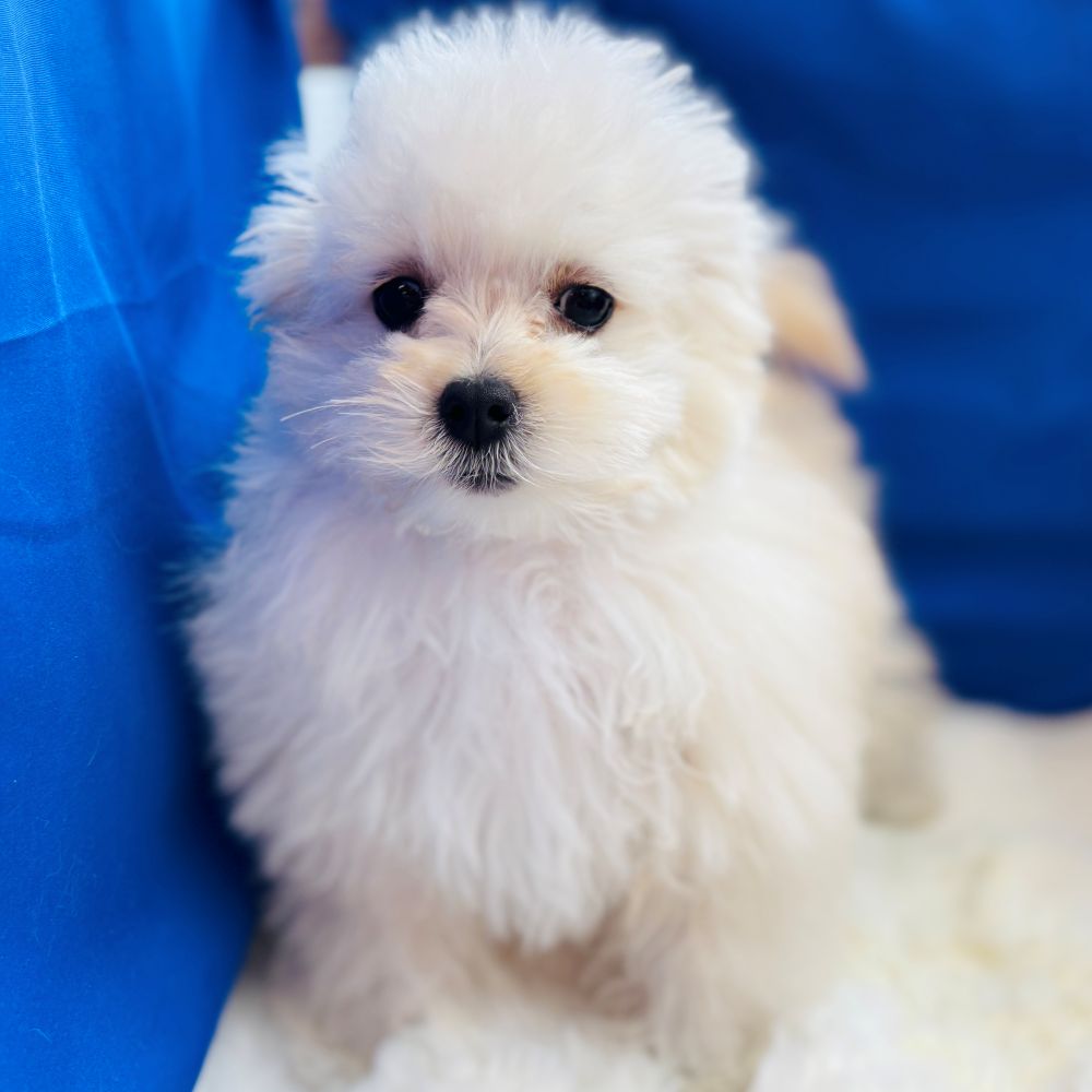 愛知県のマルプー(マルチーズ×プードル) (犬の家＆猫の里アミーゴ神の倉店/2025年9月17日生まれ/男の子/クリーム)の子犬の4枚目の画像