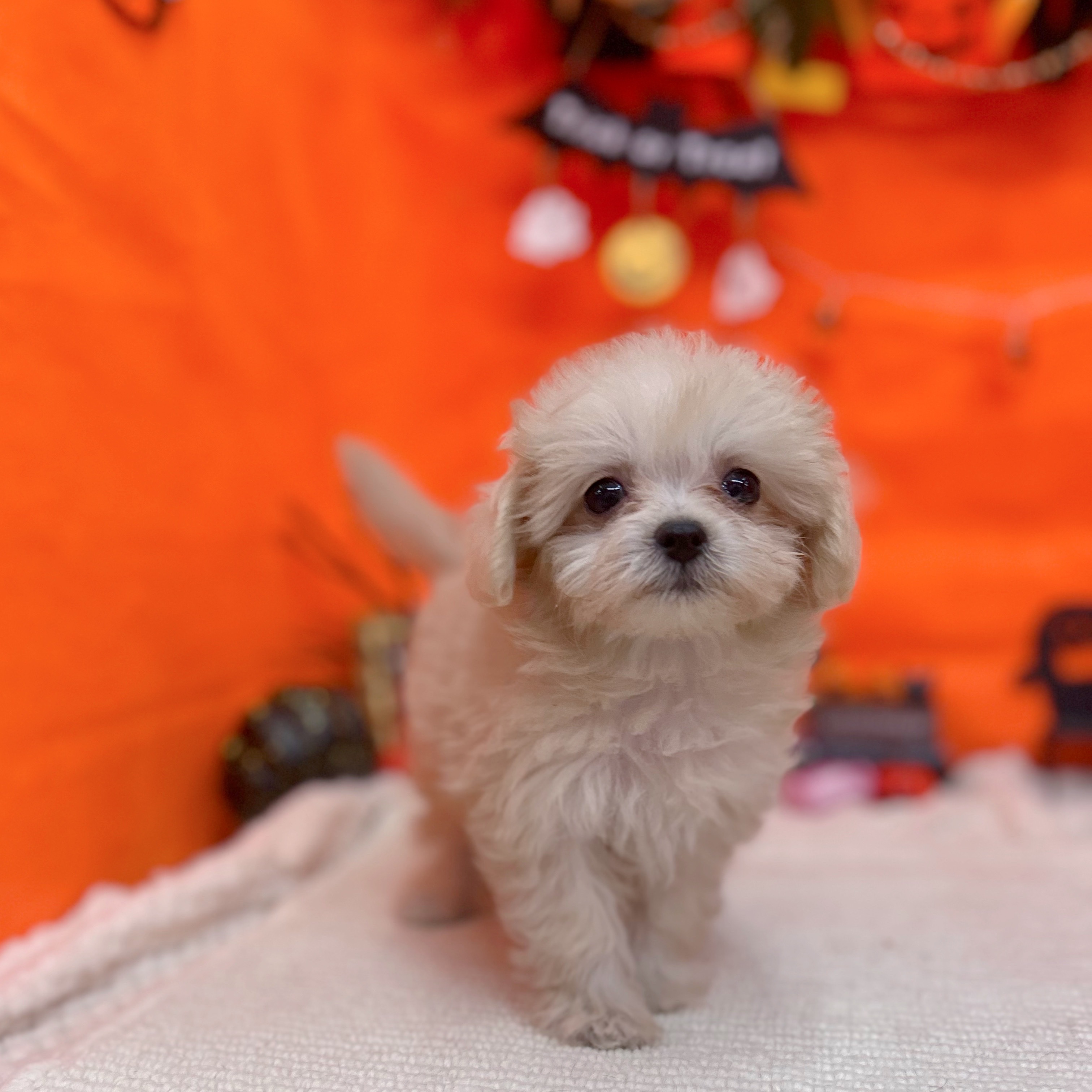 岐阜県のマルプー(マルチーズ×プードル) (犬の家＆猫の里岐南店/2025年9月17日生まれ/女の子/クリーム)の子犬の4枚目の画像