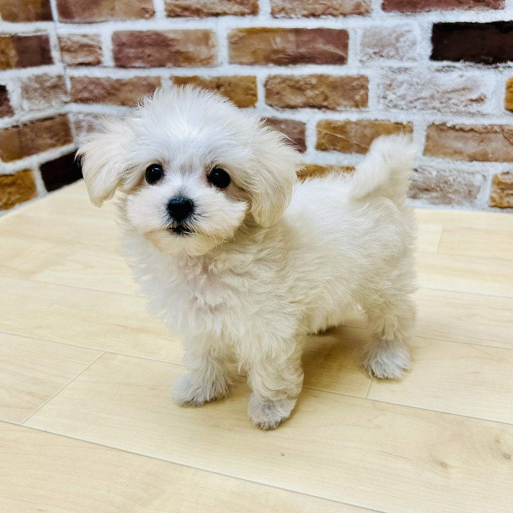 愛知県のマルプー(マルチーズ×プードル) (犬の家＆猫の里七宝店/2025年9月17日生まれ/女の子/クリーム)の子犬の4枚目の画像