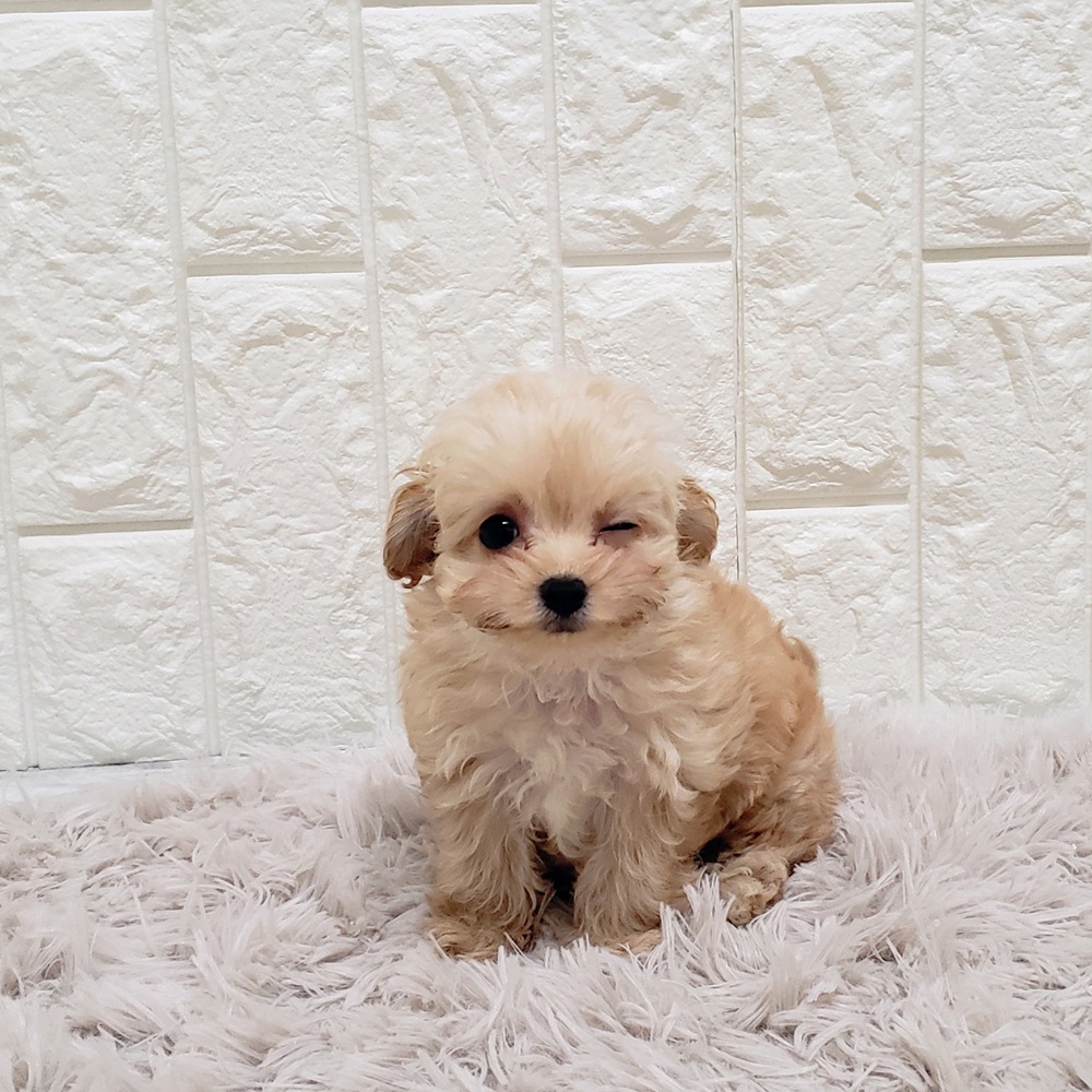 岡山県のチワプー/プーチー(チワワ×プードル) (犬の家＆猫の里岡山店/2025年9月15日生まれ/女の子/アプリコット)の子犬の1枚目の画像
