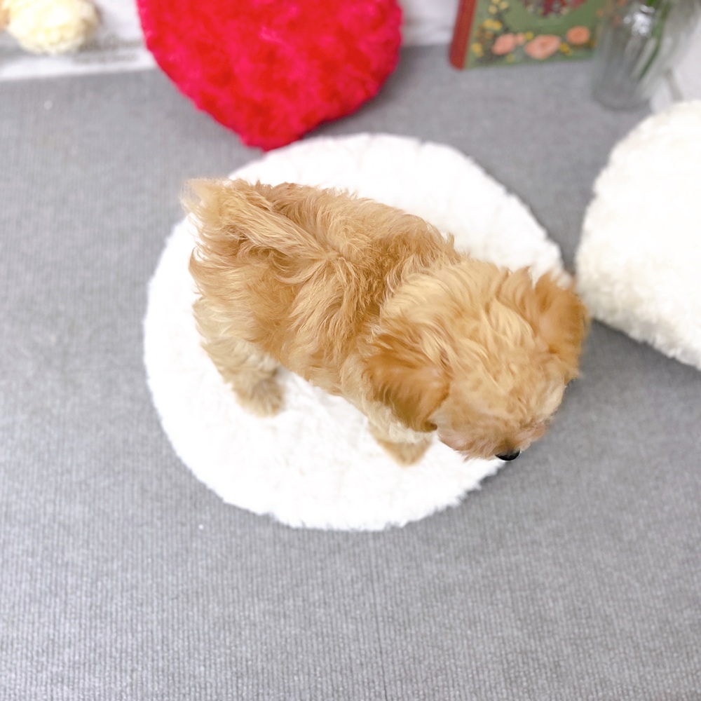 京都府のチワプー/プーチー(チワワ×プードル) (犬の家＆猫の里京都樟葉店/2025年9月15日生まれ/男の子/アプリコット)の子犬の4枚目の画像