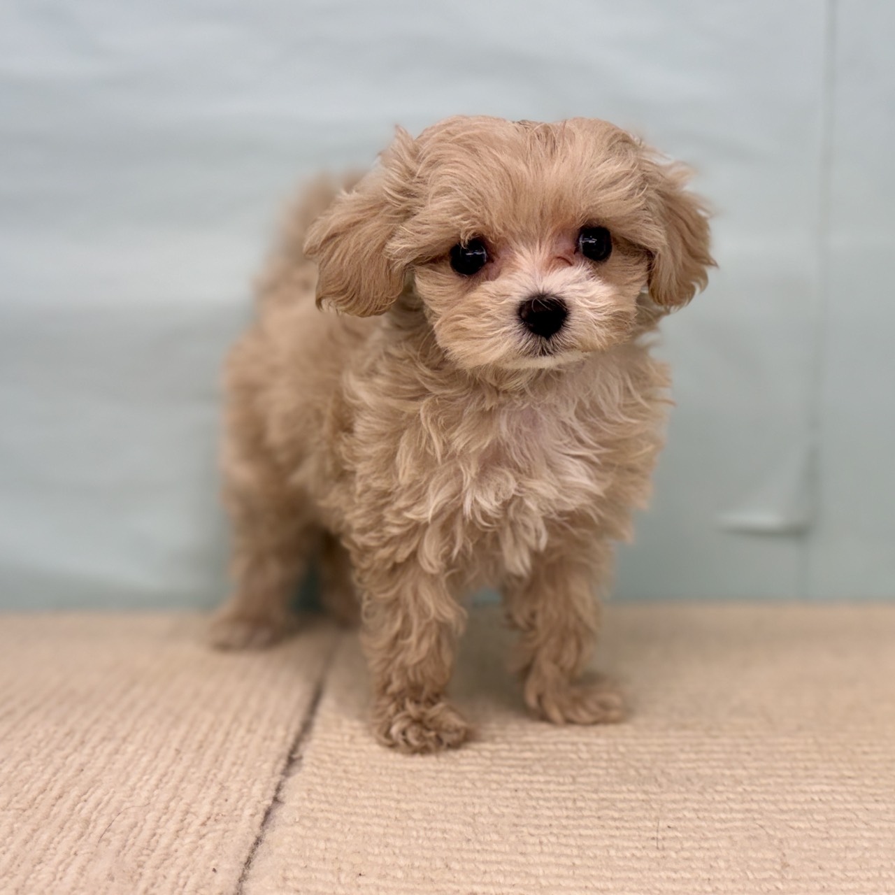 愛知県のマルプー(マルチーズ×プードル) (犬の家＆猫の里春日井本店/2025年9月17日生まれ/女の子/アプリコット)の子犬の1枚目の画像