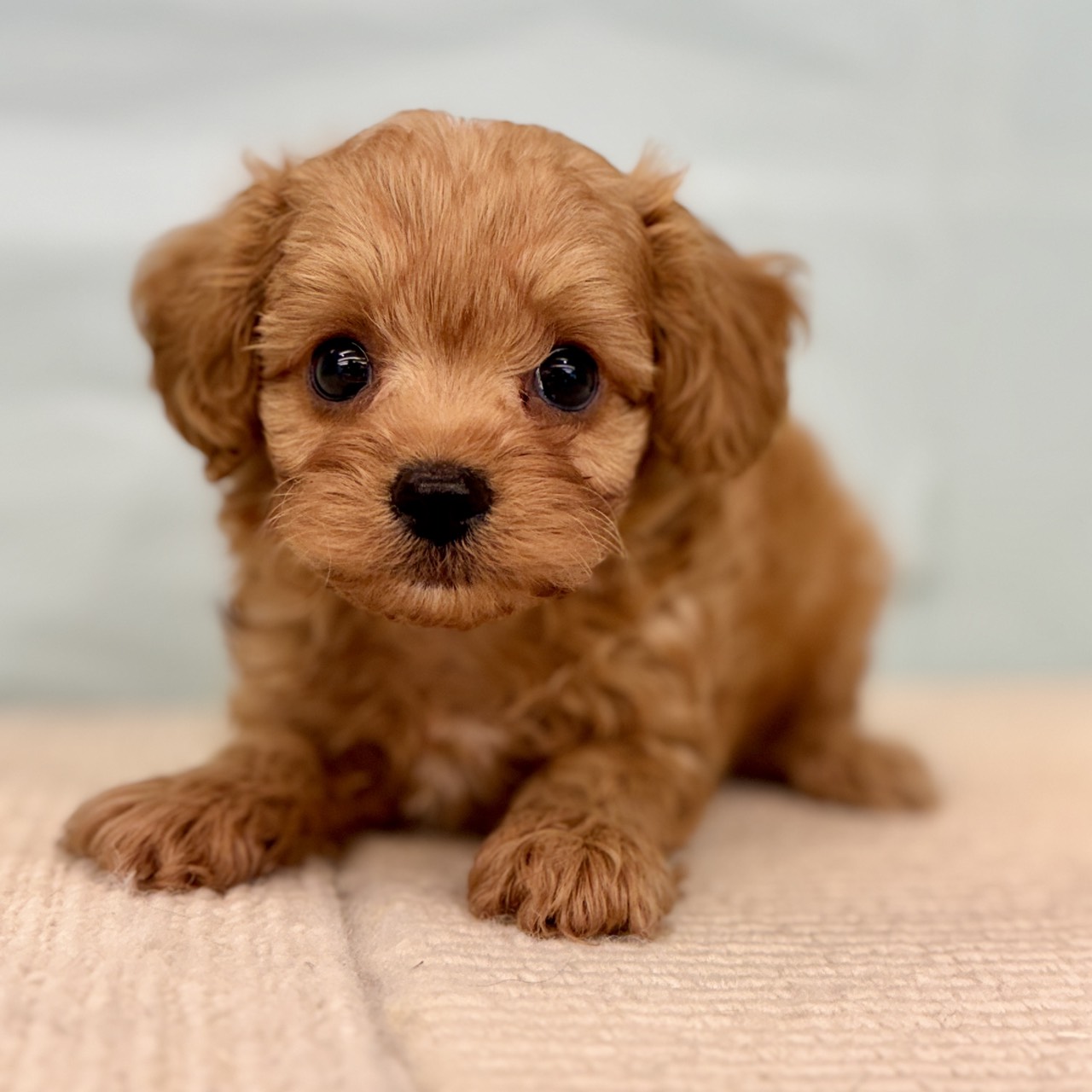 愛知県のポメプー(ポメラニアン×プードル) (犬の家＆猫の里春日井本店/2025年9月16日生まれ/男の子/レッド)の子犬の1枚目の画像