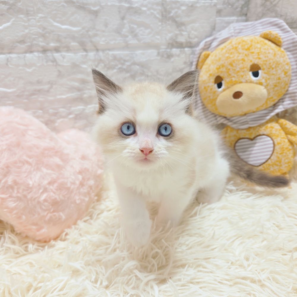 愛知県のラグドール (犬の家＆猫の里MiO香久山店/2025年9月16日生まれ/女の子/シールポイントバイカラー)の子猫の4枚目の画像