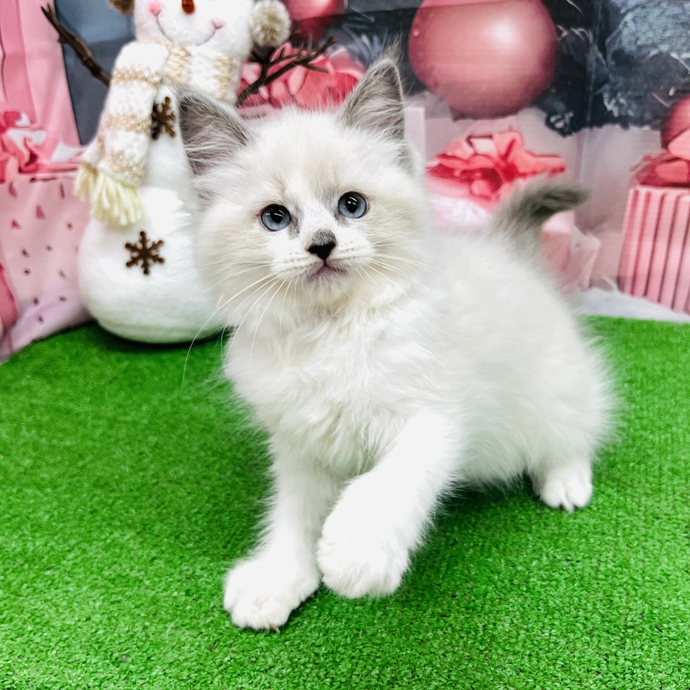 愛知県のラグドール (犬の家＆猫の里名古屋天白店/2025年9月16日生まれ/女の子/ブルーポイントバイカラー)の子猫の4枚目の画像