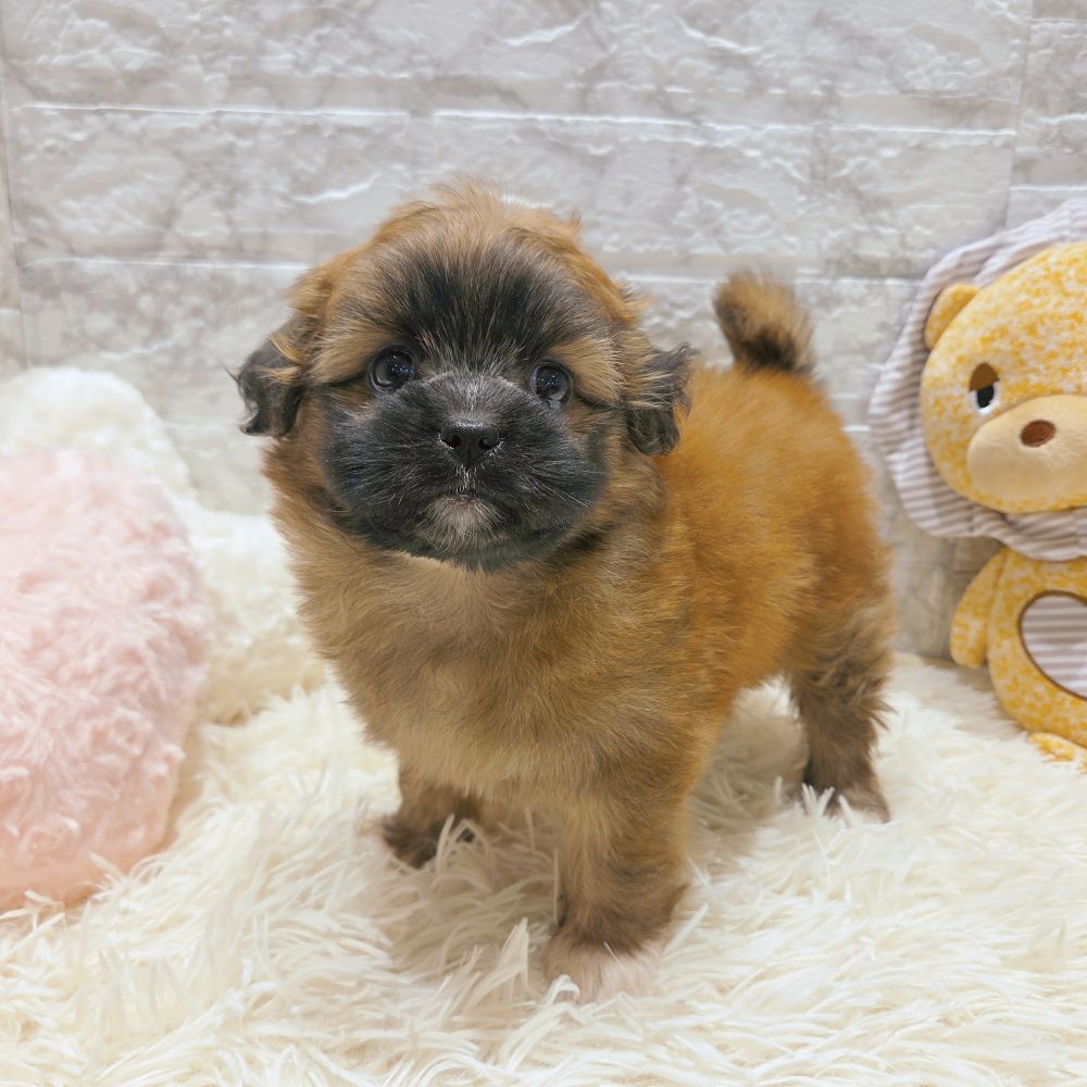愛知県のポメズー/ポメシーズ(ポメラニアン×シーズー) (犬の家＆猫の里MiO香久山店/2025年9月17日生まれ/女の子/レッド)の子犬の4枚目の画像