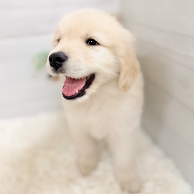 愛知県のゴールデンレトリバー (犬の家＆猫の里豊田店/2025年9月16日生まれ/男の子/ゴールデン)の子犬の4枚目の画像