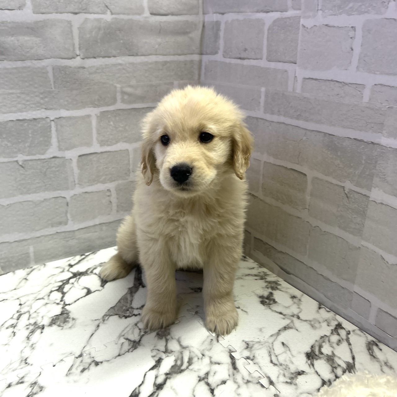 愛知県のゴールデンレトリバー (犬の家＆猫の里岡崎店/2025年9月16日生まれ/男の子/ゴールデン)の子犬の4枚目の画像