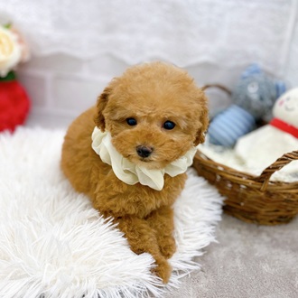 滋賀県のトイプードル(トイ) (犬の家＆猫の里長浜店/2025年9月18日生まれ/女の子/オレンジフォーン)の子犬の4枚目の画像