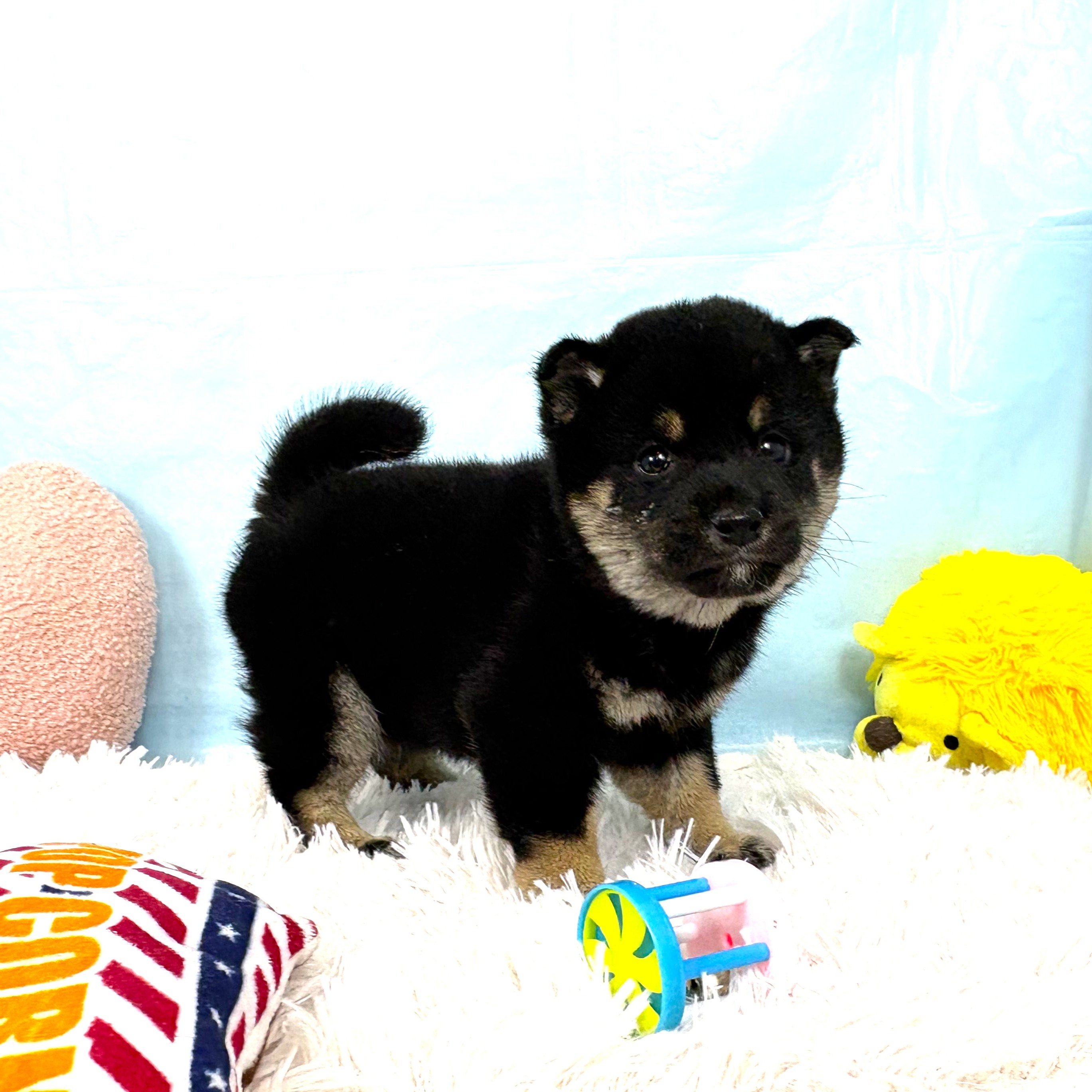 兵庫県の柴犬(標準サイズ) (犬の家＆猫の里川西店/2025年9月18日生まれ/男の子/黒)の子犬の4枚目の画像