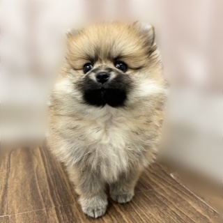 兵庫県のポメラニアン (犬の家＆猫の里カナート西神戸店/2025年9月16日生まれ/女の子/オレンジ)の子犬の4枚目の画像