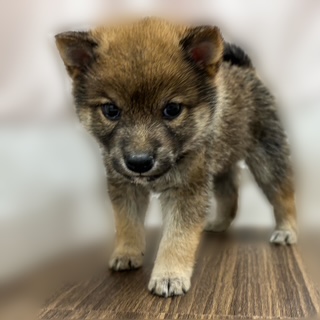 兵庫県の豆柴 (犬の家＆猫の里カナート西神戸店/2025年9月18日生まれ/男の子/赤)の子犬の4枚目の画像