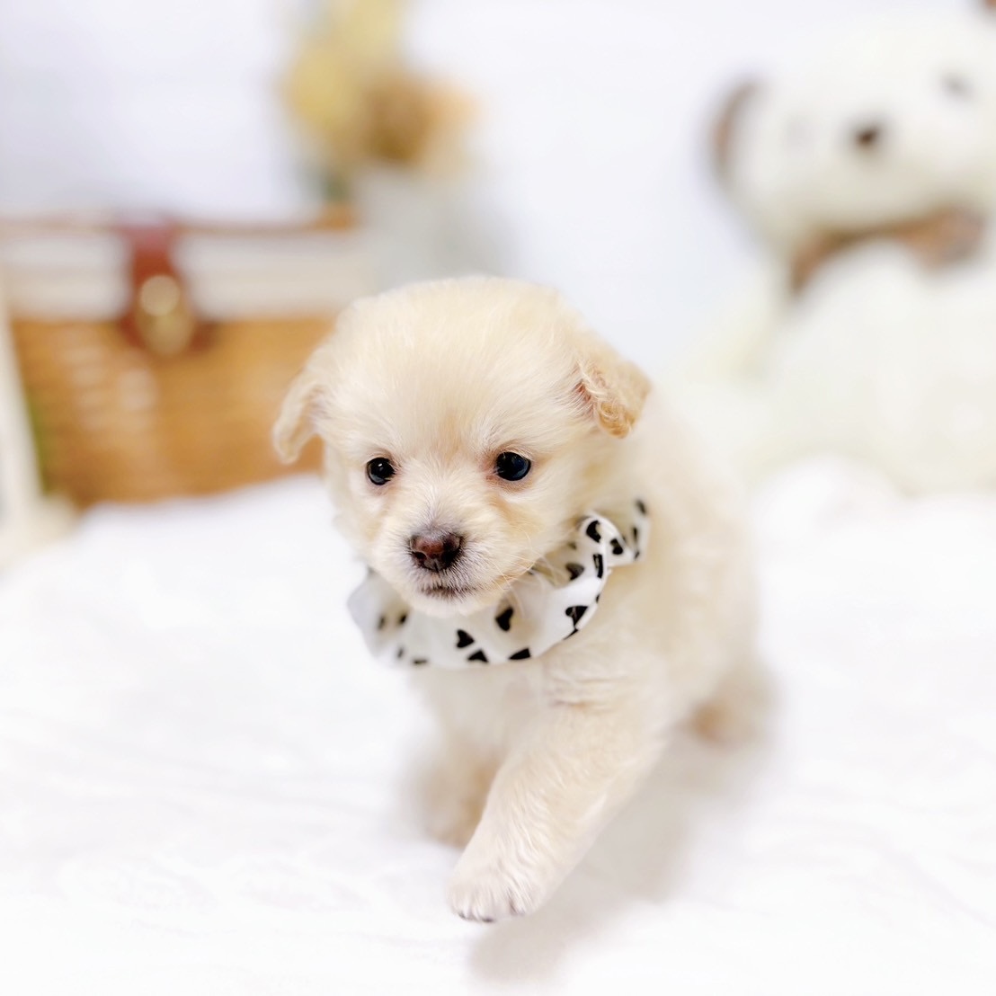 滋賀県のポメックス(ポメラニアン×ダックス) (犬の家＆猫の里近江八幡店/2025年9月16日生まれ/女の子/クリーム)の子犬の4枚目の画像