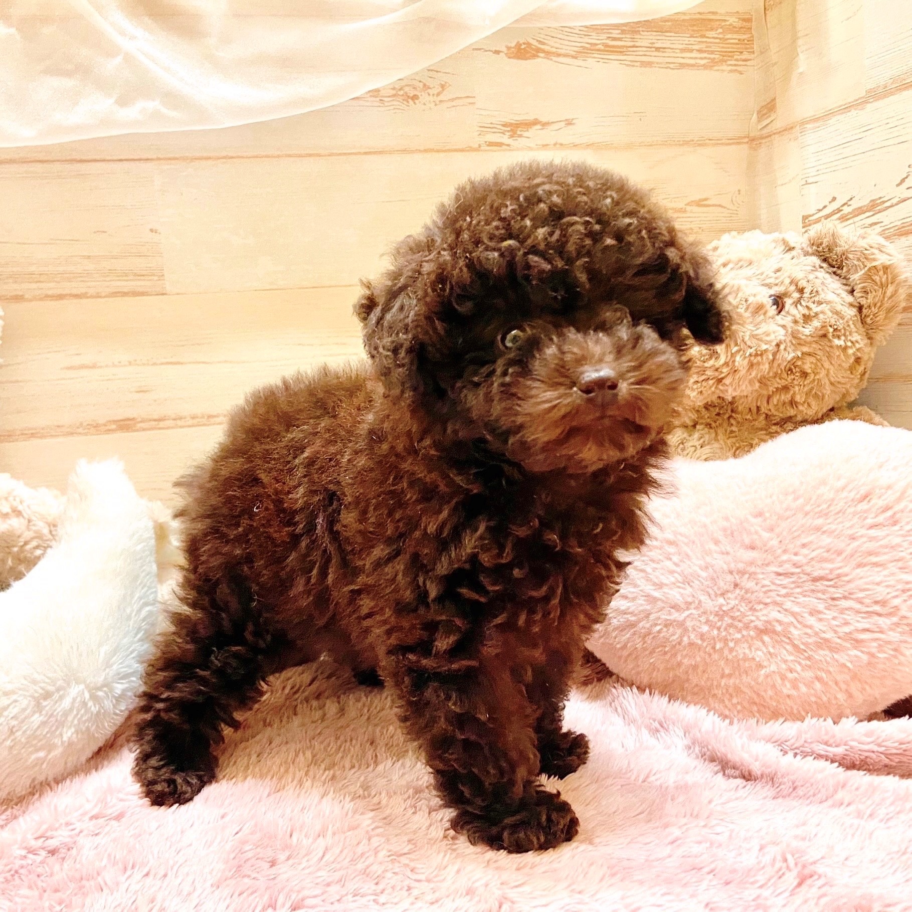 兵庫県のトイプードル(トイ) (犬の家＆猫の里神戸店/2025年9月16日生まれ/女の子/ブラウン)の子犬の4枚目の画像