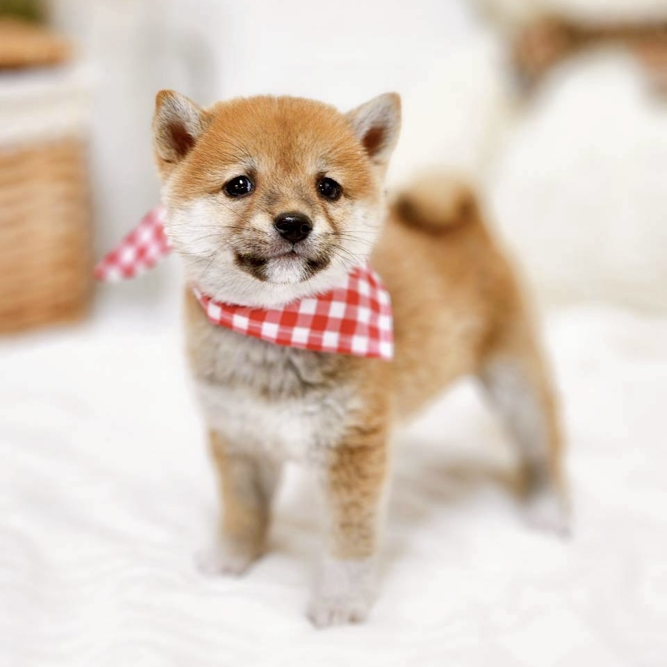 滋賀県の豆柴 (犬の家＆猫の里近江八幡店/2025年9月16日生まれ/女の子/赤)の子犬の4枚目の画像