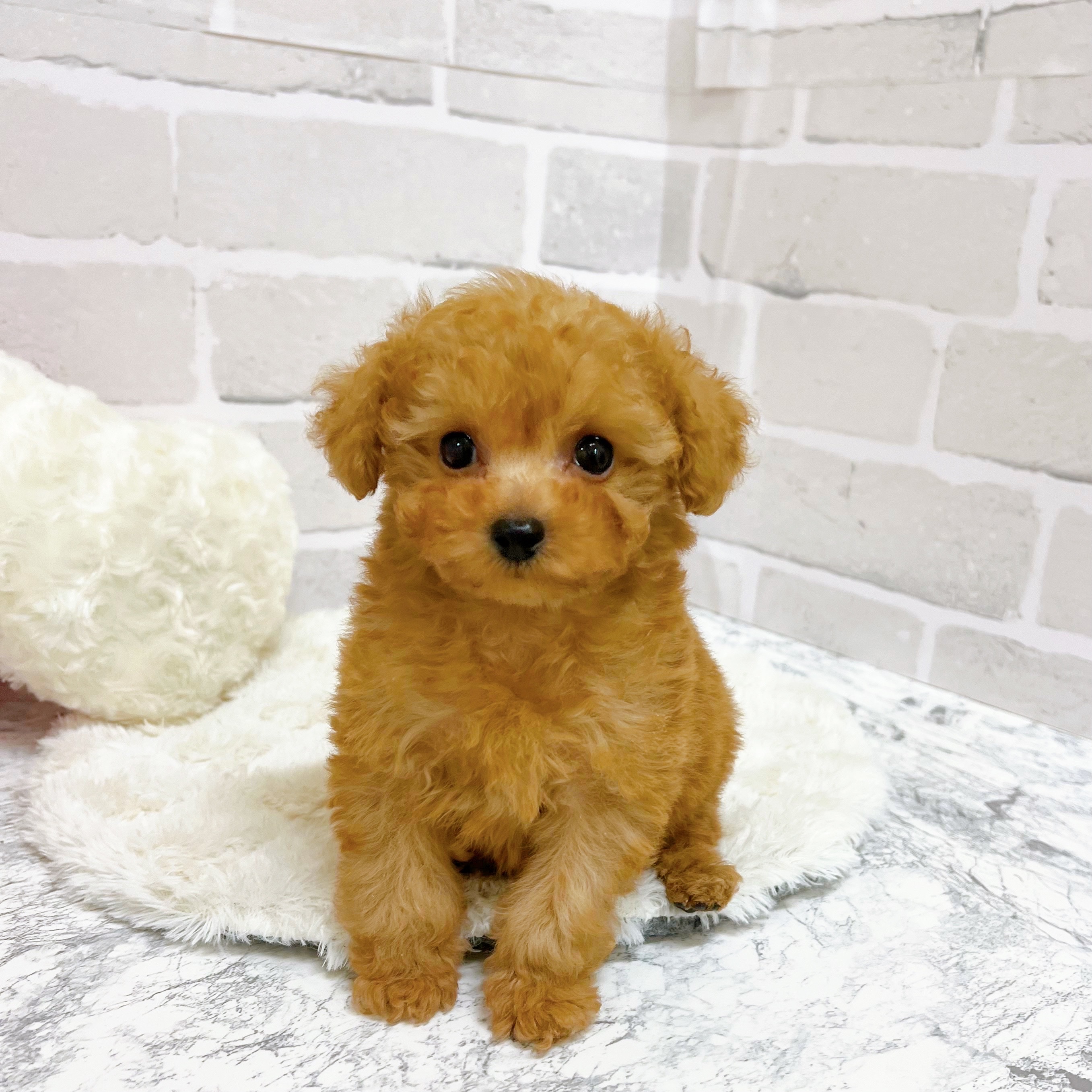 京都府のトイプードル(ティーカップ) (犬の家＆猫の里京都精華店/2025年9月16日生まれ/男の子/オレンジフォーン)の子犬の4枚目の画像