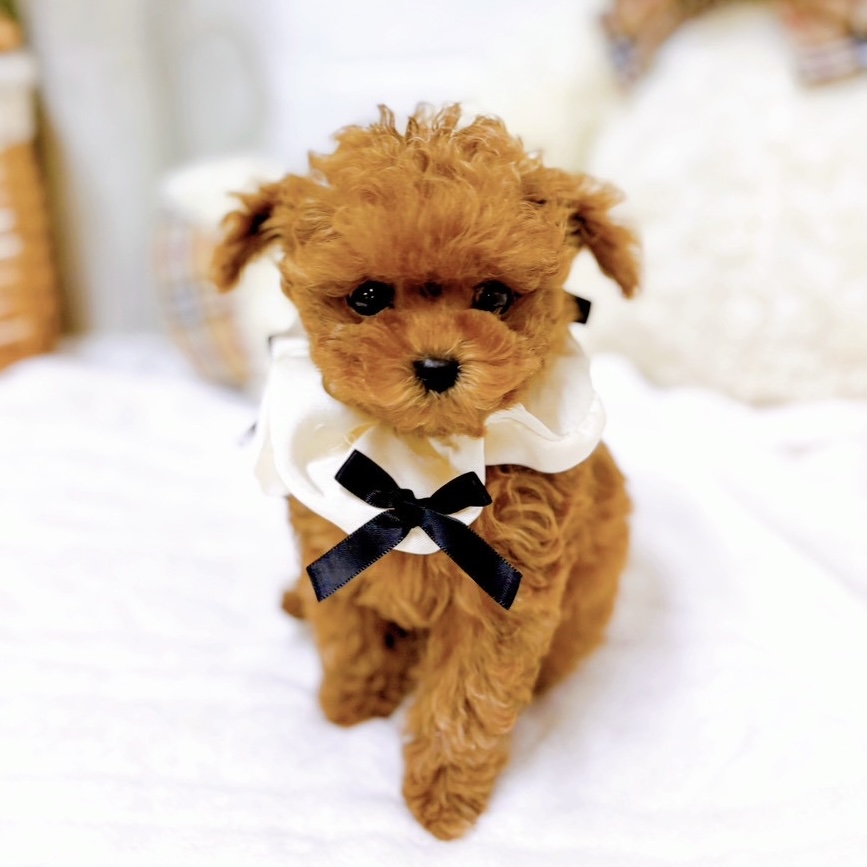 滋賀県のトイプードル(タイニー) (犬の家＆猫の里近江八幡店/2025年9月15日生まれ/女の子/レッドフォーン)の子犬の4枚目の画像