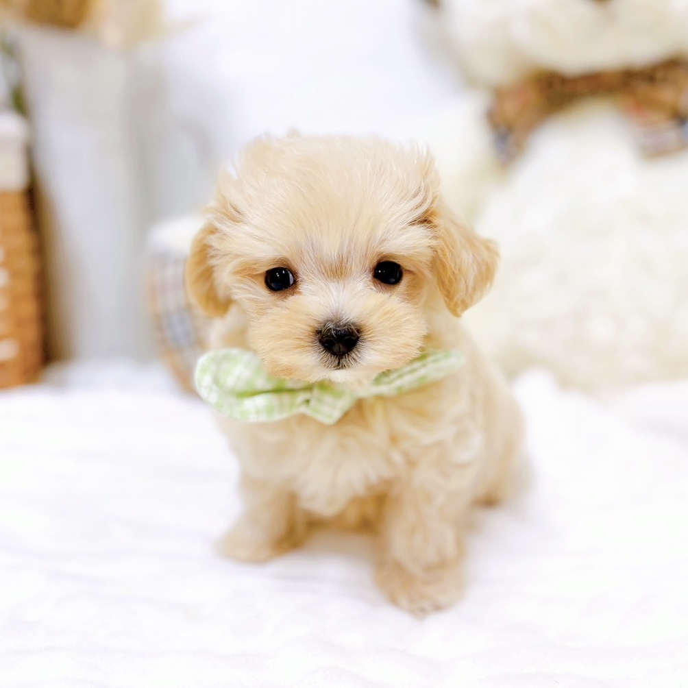 滋賀県のマルプー(マルチーズ×プードル)の子犬を価格や特徴で探す