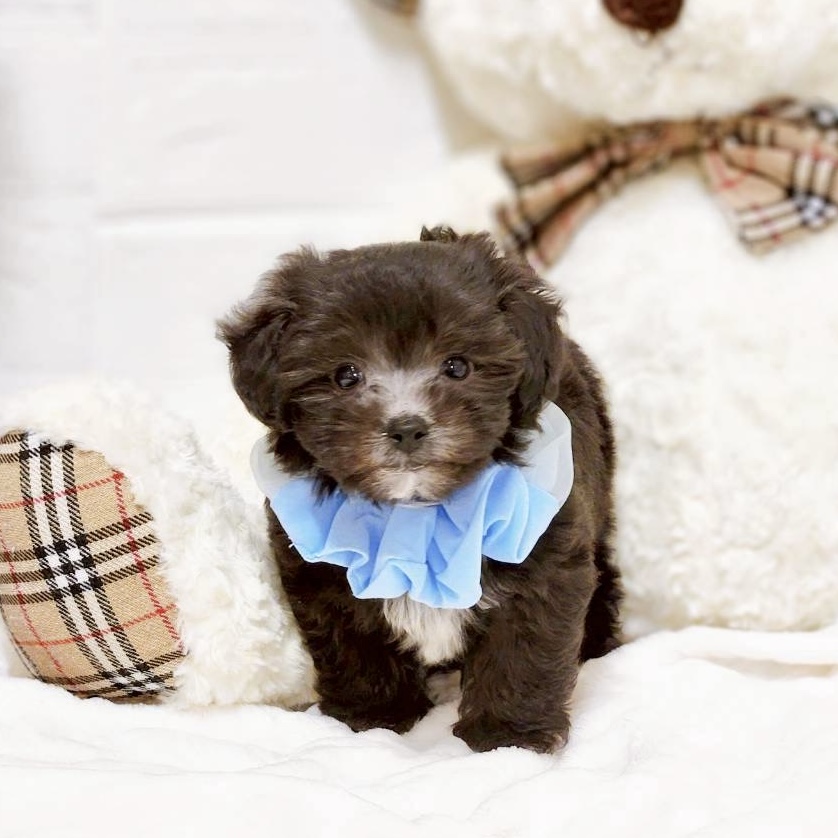 滋賀県のマルプー(マルチーズ×プードル) (犬の家＆猫の里近江八幡店/2025年9月16日生まれ/男の子/ブラック)の子犬の4枚目の画像