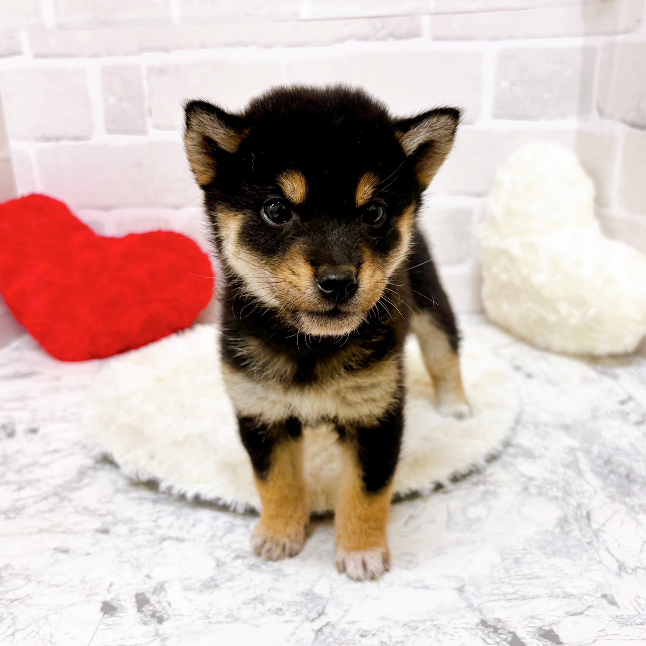 京都府の柴犬(標準サイズ) (犬の家＆猫の里京都精華店/2025年9月17日生まれ/女の子/黒)の子犬の4枚目の画像