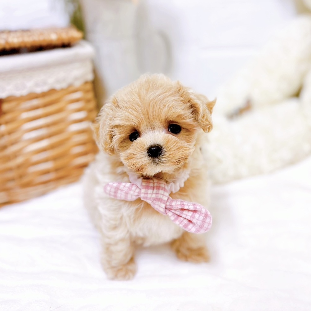 滋賀県のマルプー(マルチーズ×プードル) (犬の家＆猫の里近江八幡店/2025年9月17日生まれ/女の子/アプリコット)の子犬の4枚目の画像