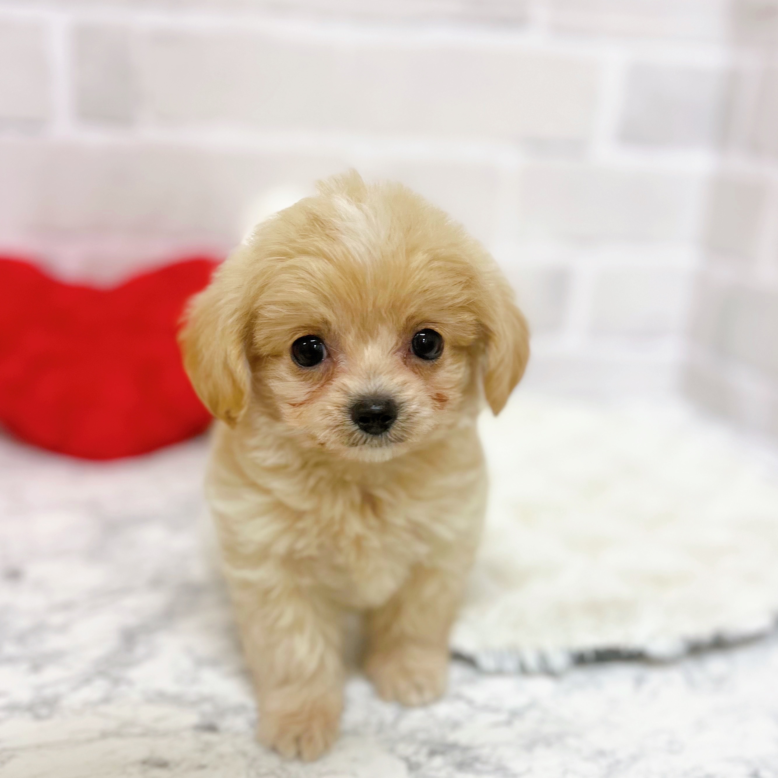 京都府のチワプー/プーチー(チワワ×プードル) (犬の家＆猫の里京都精華店/2025年9月13日生まれ/女の子/クリーム)の子犬の1枚目の画像